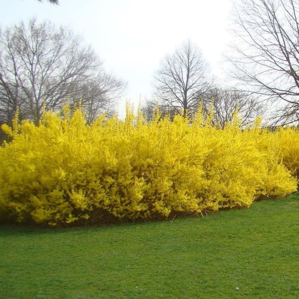 Forsythia Forsythia