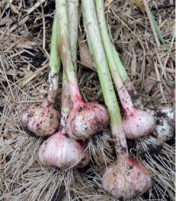 Harvested Garlic Bulbs Harvested Garlic Bulbs