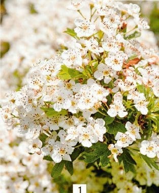 Hawthorn Hawthorn