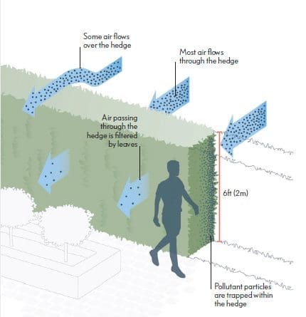 Hedge Size Hedge Size