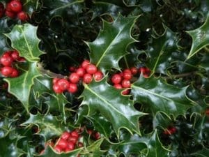Protective Garden Holly (Ilex aquifolium)
