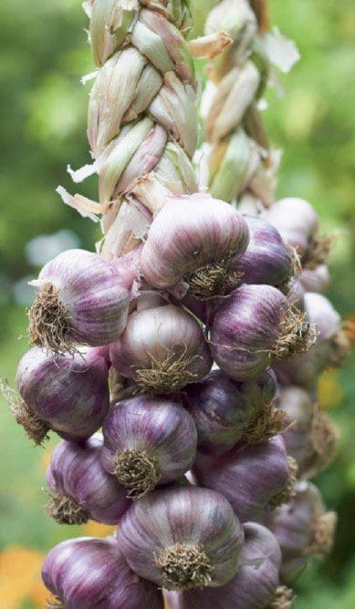 Homegrown Garlic Homegrown Garlic
