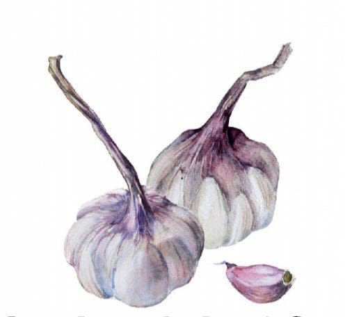 Homegrown Garlic Homegrown Garlic