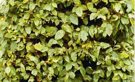Hornbeam Hornbeam
