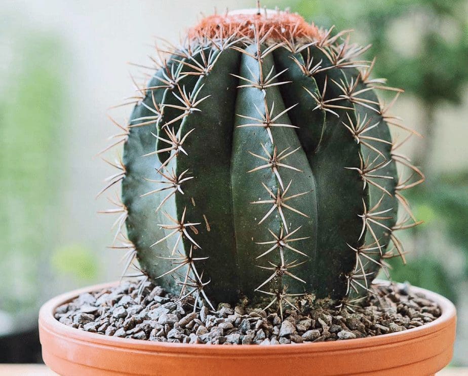 How To Grow A Cactus From Seed How To Grow A Cactus From Seed