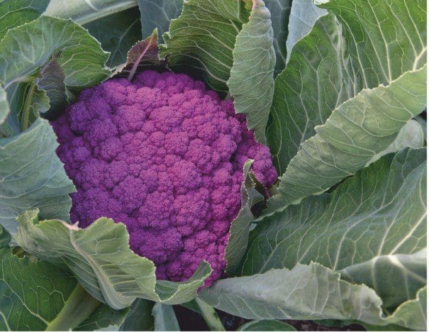 How To Grow A Cauliflower How To Grow A Cauliflower