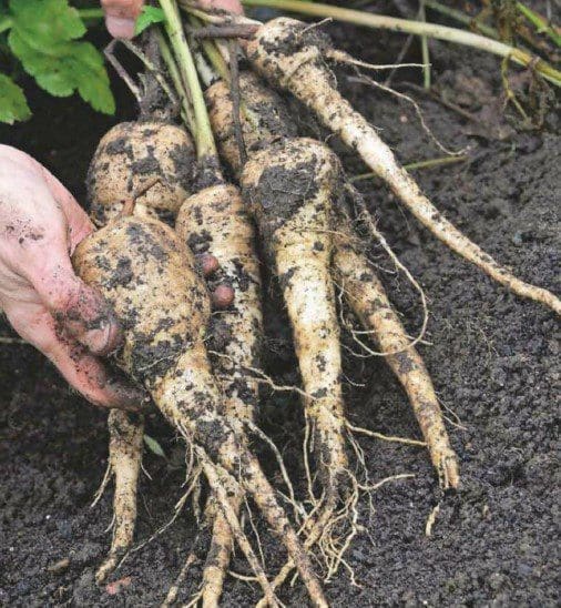 How To Grow Parsnips How To Grow Parsnips