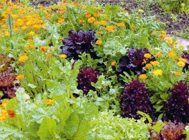 How To Manage Pests How To Manage Pests