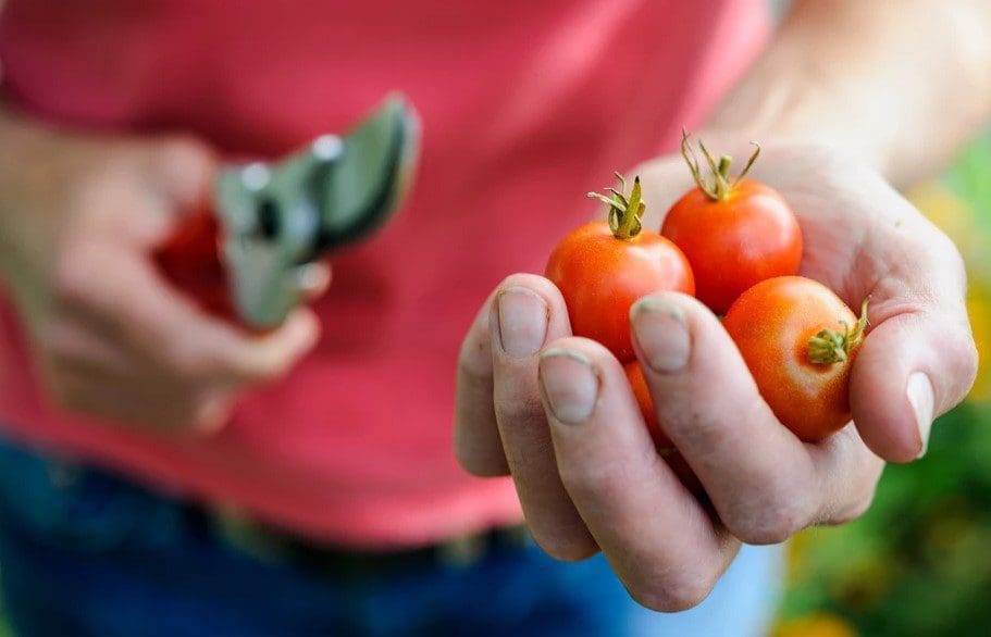 How To Plant Tomato Seeds How To Plant Tomato Seeds