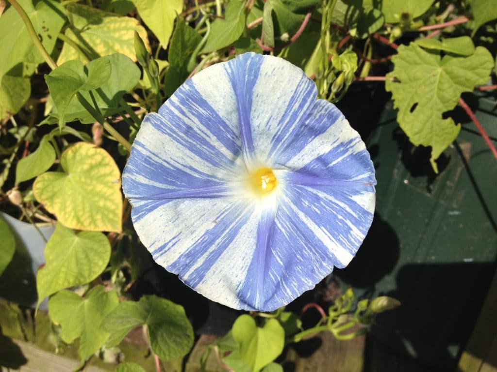 Ipomoea ‘Flying Saucers Ipomoea ‘Flying Saucers