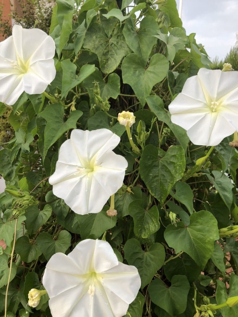 Ipomoea alba Ipomoea alba