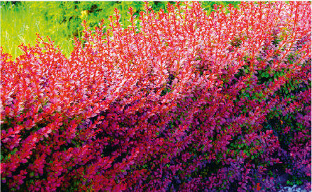 Japanese barberry Japanese barberry