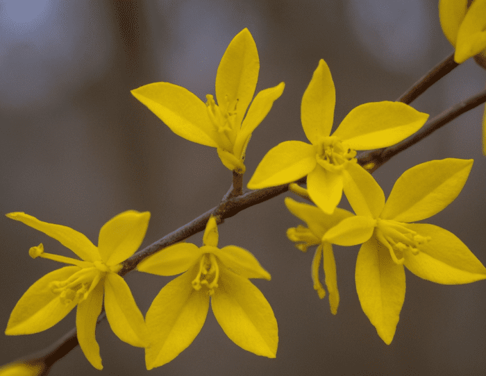 Leaf Curling on Forsythia Leaf Curling on Forsythia