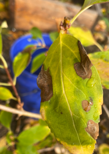 Leaf Spot on Forsythia Leaf Spot on Forsythia