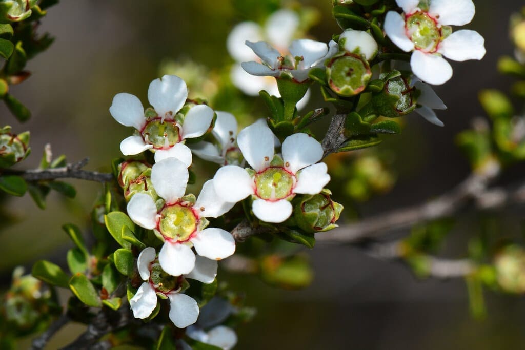 Leptospermum erubescens Leptospermum erubescens