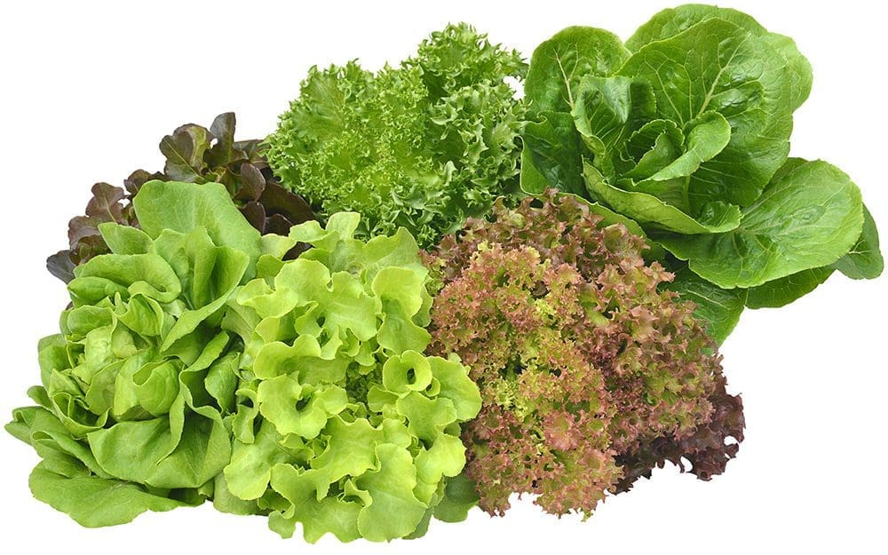 Lettuce Types Lettuce Types