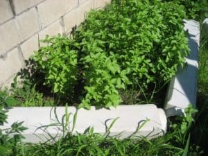Lime basil Lime basil