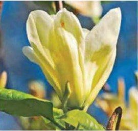 Magnolia denudata Magnolia denudata