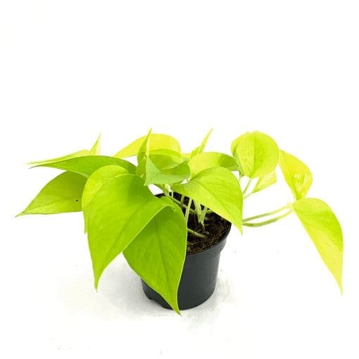 Neon pothos Neon Pothos