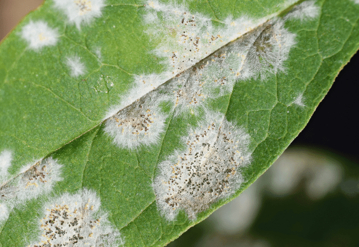 Powdery Mildew on Forsythia Powdery Mildew on Forsythia
