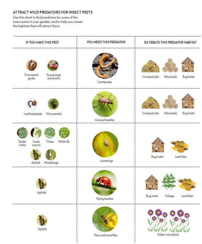 Predator Chart Predator Chart