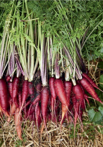 Purple Dragon Carrot Purple Dragon Carrot