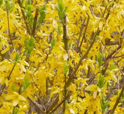 Root Rot forsythia Root Rot forsythia
