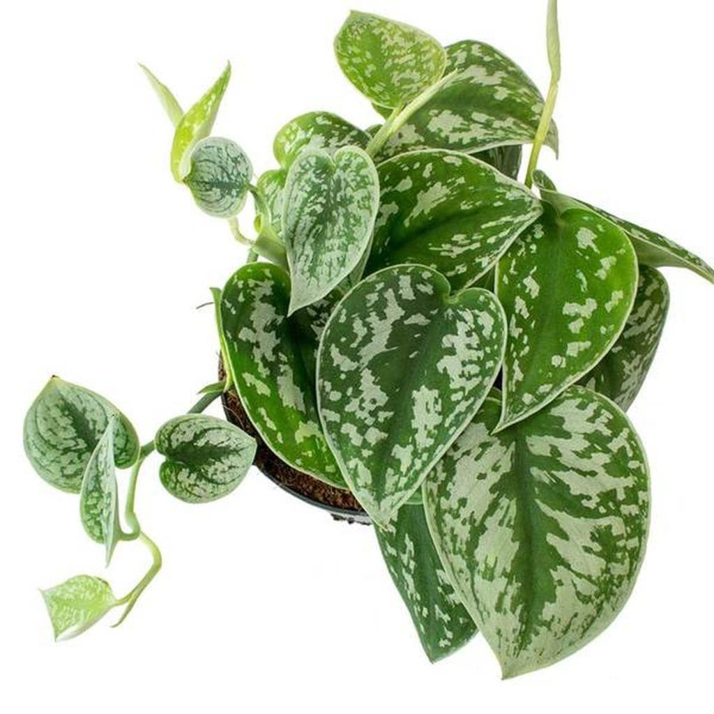 Scindapsus Pictus Plant Scindapsus Pictus Plant