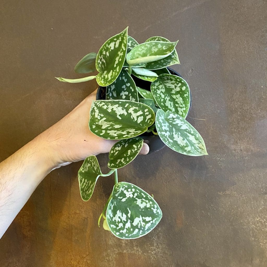 Scindapsus Pictus Plant Scindapsus Pictus Plant