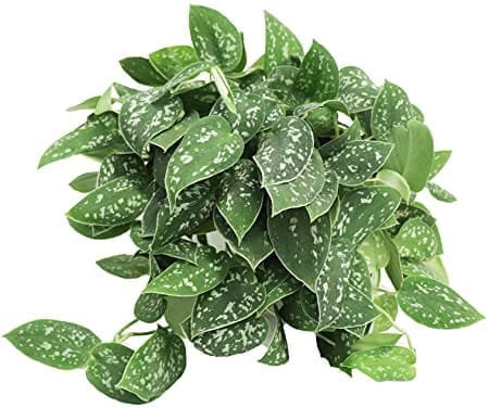 Scindapsus Pictus Scindapsus Pictus