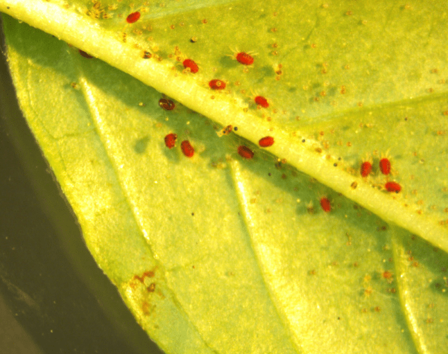 Spider Mites on Forsythia Spider Mites on Forsythia