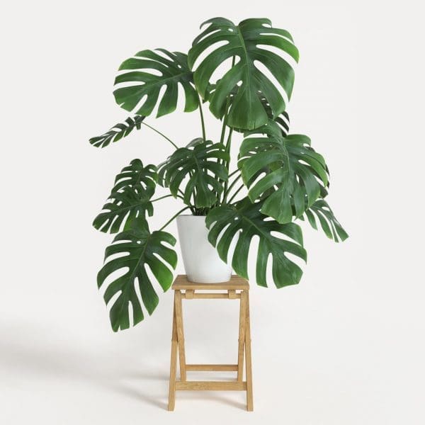 Split Leaf Philodendron Pruning Split Leaf Philodendron Pruning