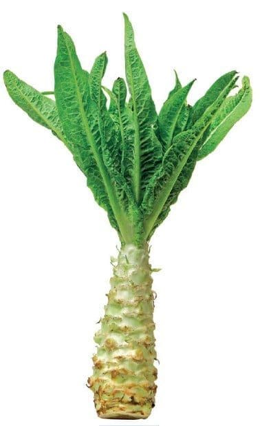 Stem Lettuce Stem Lettuce