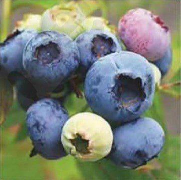 Vaccinium'Duke' and 'Bluecrop' Vaccinium'Duke' and 'Bluecrop'