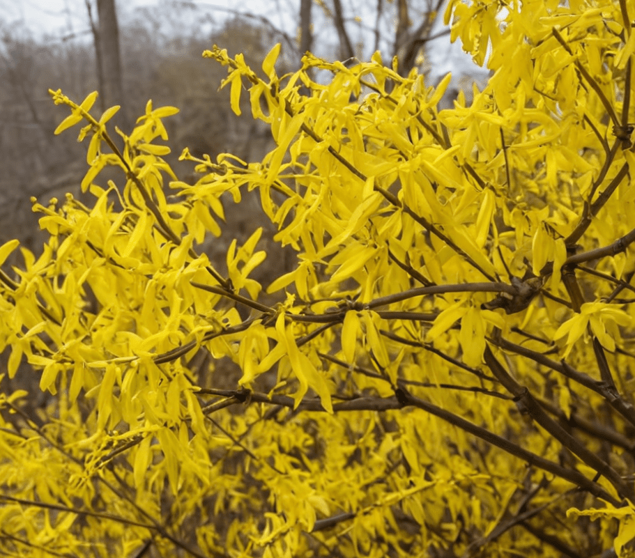 Wilting and Drooping Leaves on Forsythia Wilting and Drooping Leaves on Forsythia