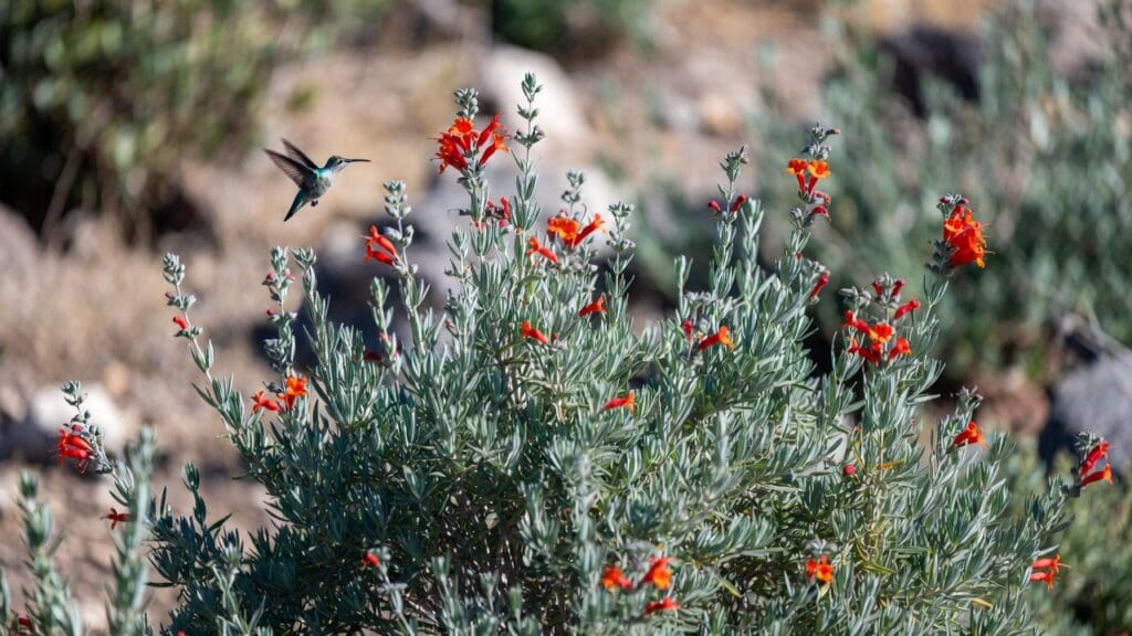 Hummingbird bush flame acanthus with orangered tubular flowers attracting a hummingbird in a sunny garden Gardenfrontier Hummingbird bush flame acanthus with orange red tubular flowers attracting a hummingbird in a sunny garden