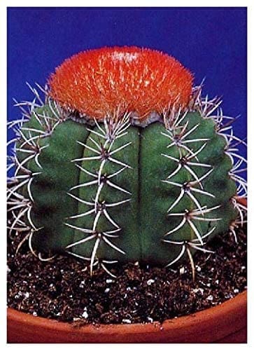 How To Grow A Cactus From Seed How To Grow A Cactus From Seed