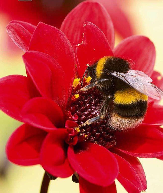 pollinators pollinators