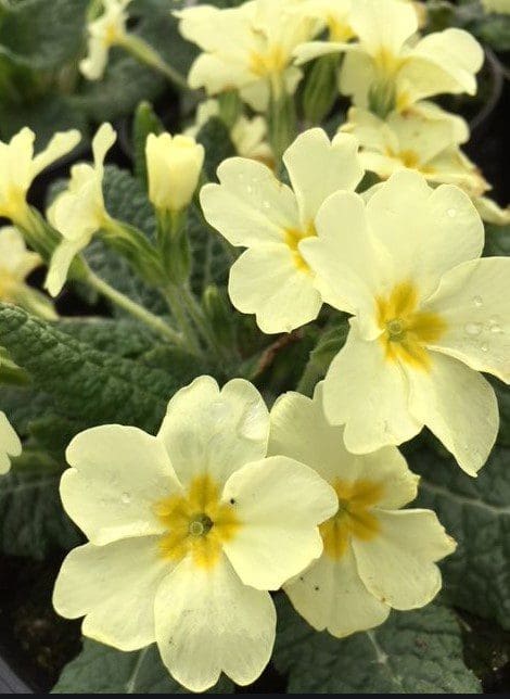 primrose primula vulgaris primrose primula vulgaris