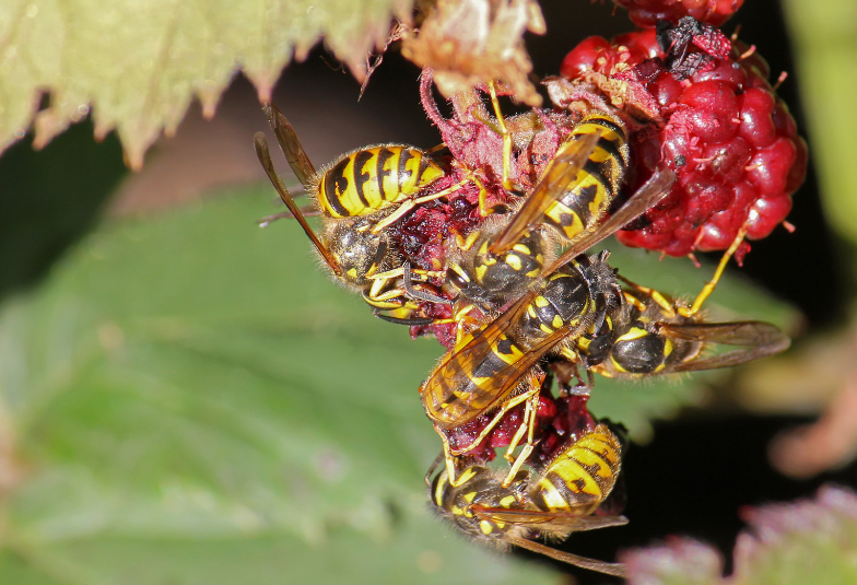 raspberry crown wasp eating raspberry fruit raspberry crown wasp eating raspberry fruit