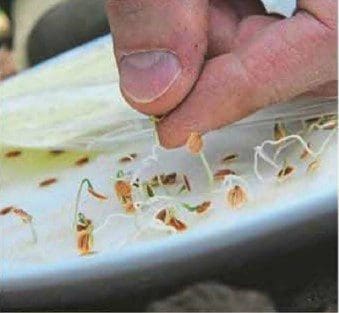 seeds germinate seeds germinate