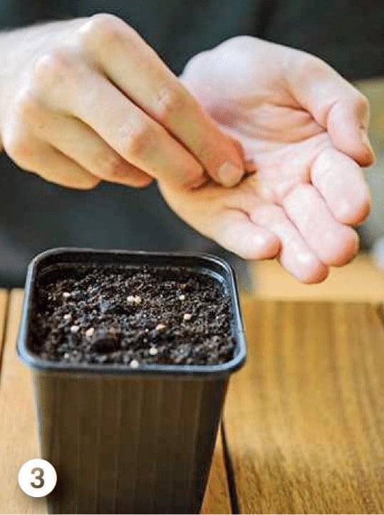 sow seeds sow seeds