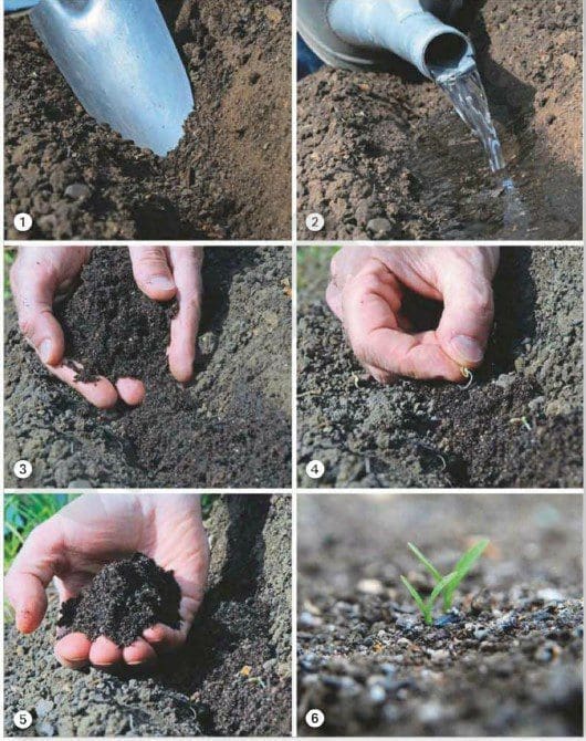 sowing and growing parsnips