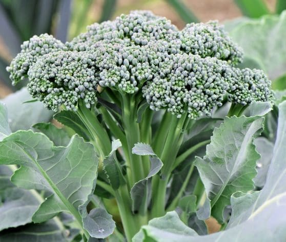 Sprouting Broccoli Sprouting Broccoli