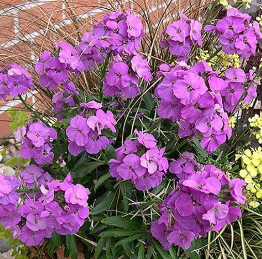 wallflower erysimum wallflower erysimum