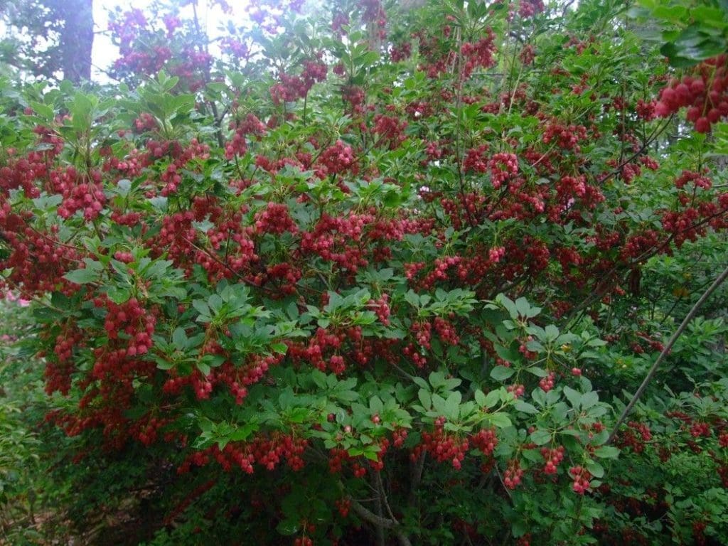what plants are acid loving what plants are acid loving