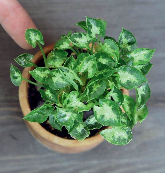Dwarf Arrowhead Plant Dwarf arrowhead plant with tiny variegated heart-shaped leaves growing in a small pot