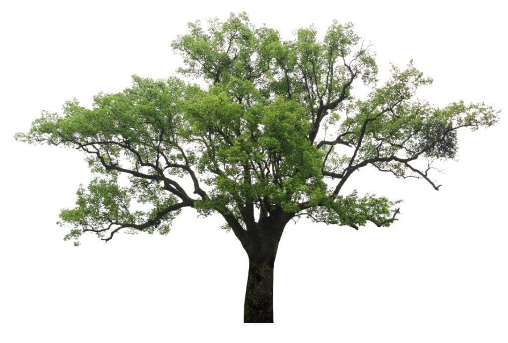 Camphor Tree Camphor Tree