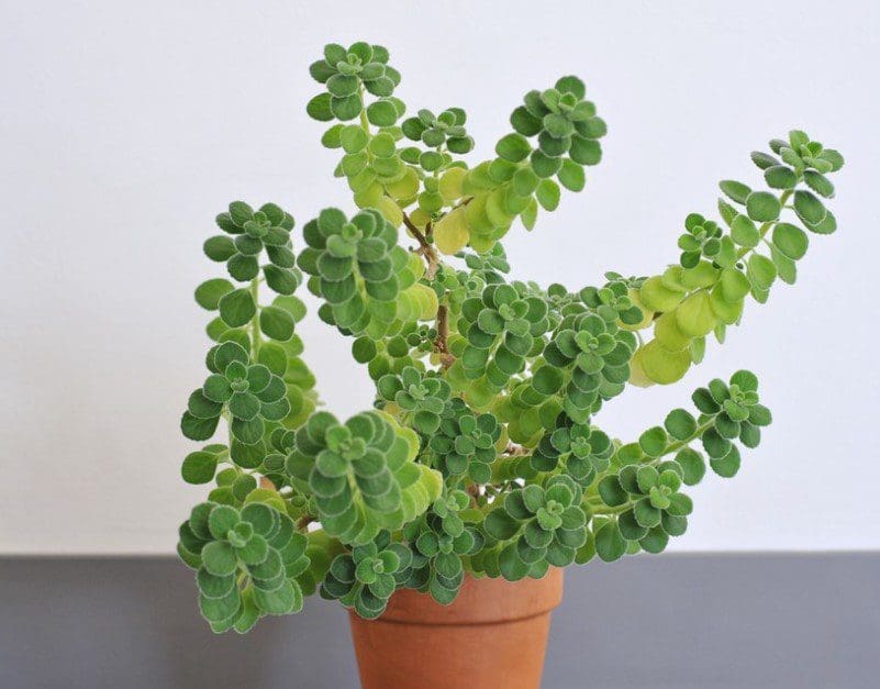 Cuban Oregano Cuban Oregano