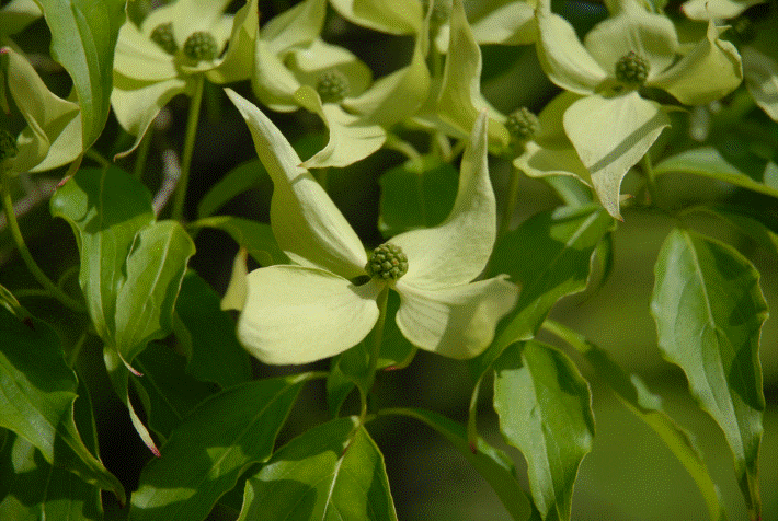 Dogwood Dogwood
